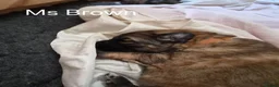 German Shepherd dogs for sale: Beautiful GSD puppies - Advert 18