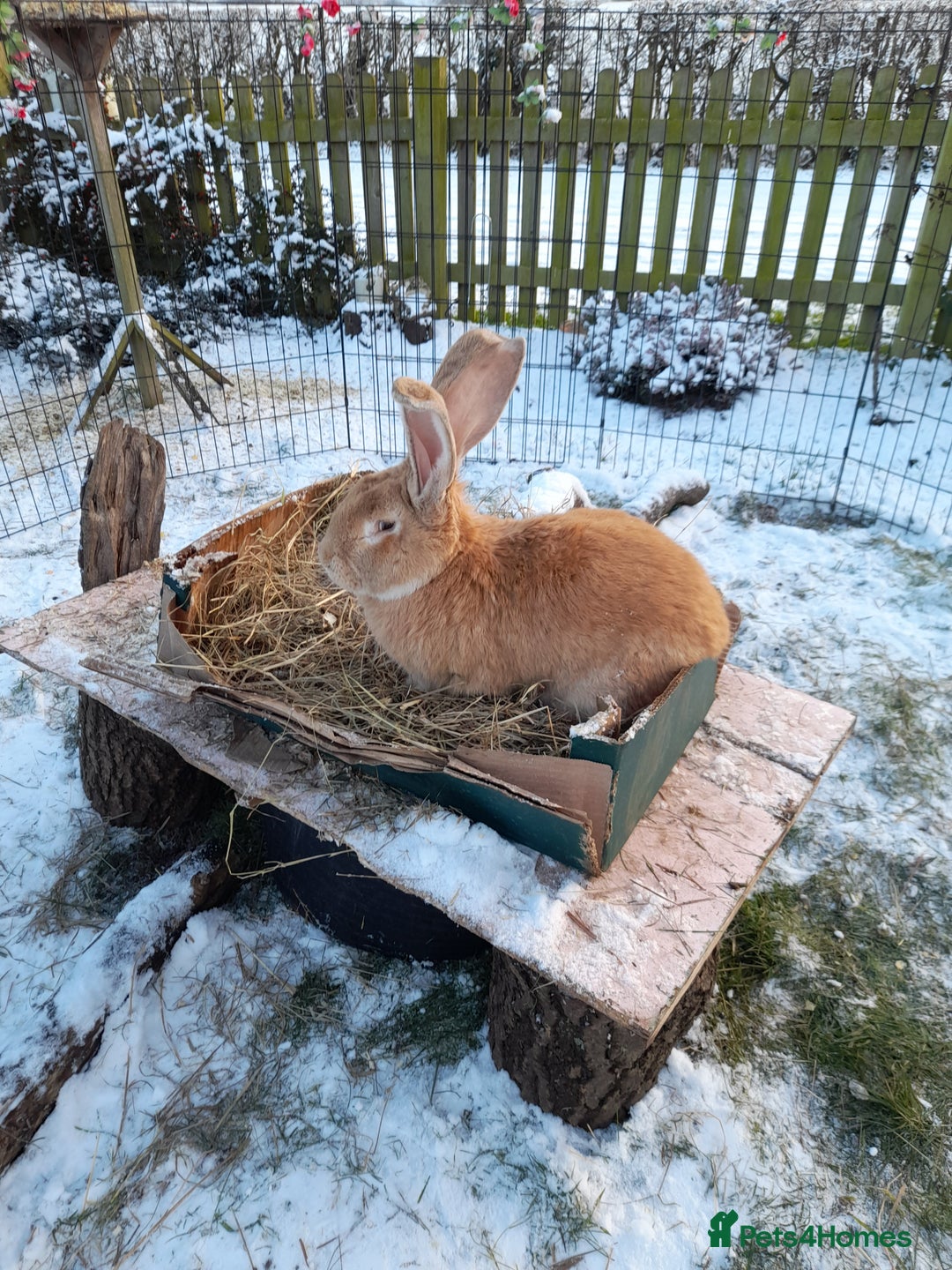 Continental Giant rabbits for sale: Beautiful Pure Continental Giant Babies - Advert 7