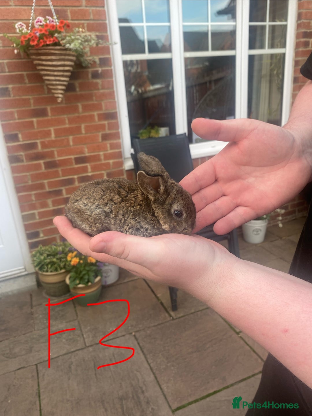 French Lop rabbits for sale: Baby lops in Hexham - Image 5