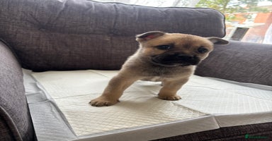 Mixed Breed dogs - Advert 2