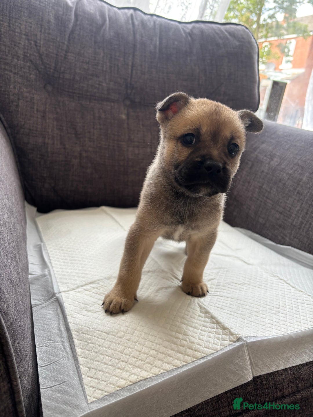 Mixed Breed dogs for sale: Beautiful fluffy puppies  - Image 3