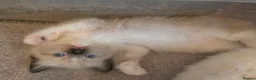 Ragdoll cats for sale: Stunning ragdoll kittens - Advert 6