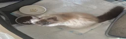 Ragdoll cats for sale: Female ragdoll  - Advert 1