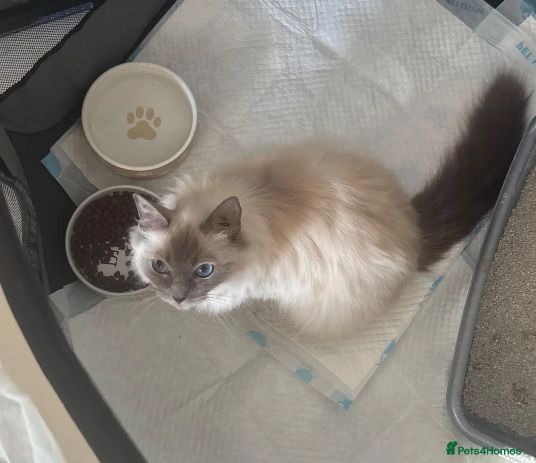 Ragdoll cats for sale: Female ragdoll  - Advert 1