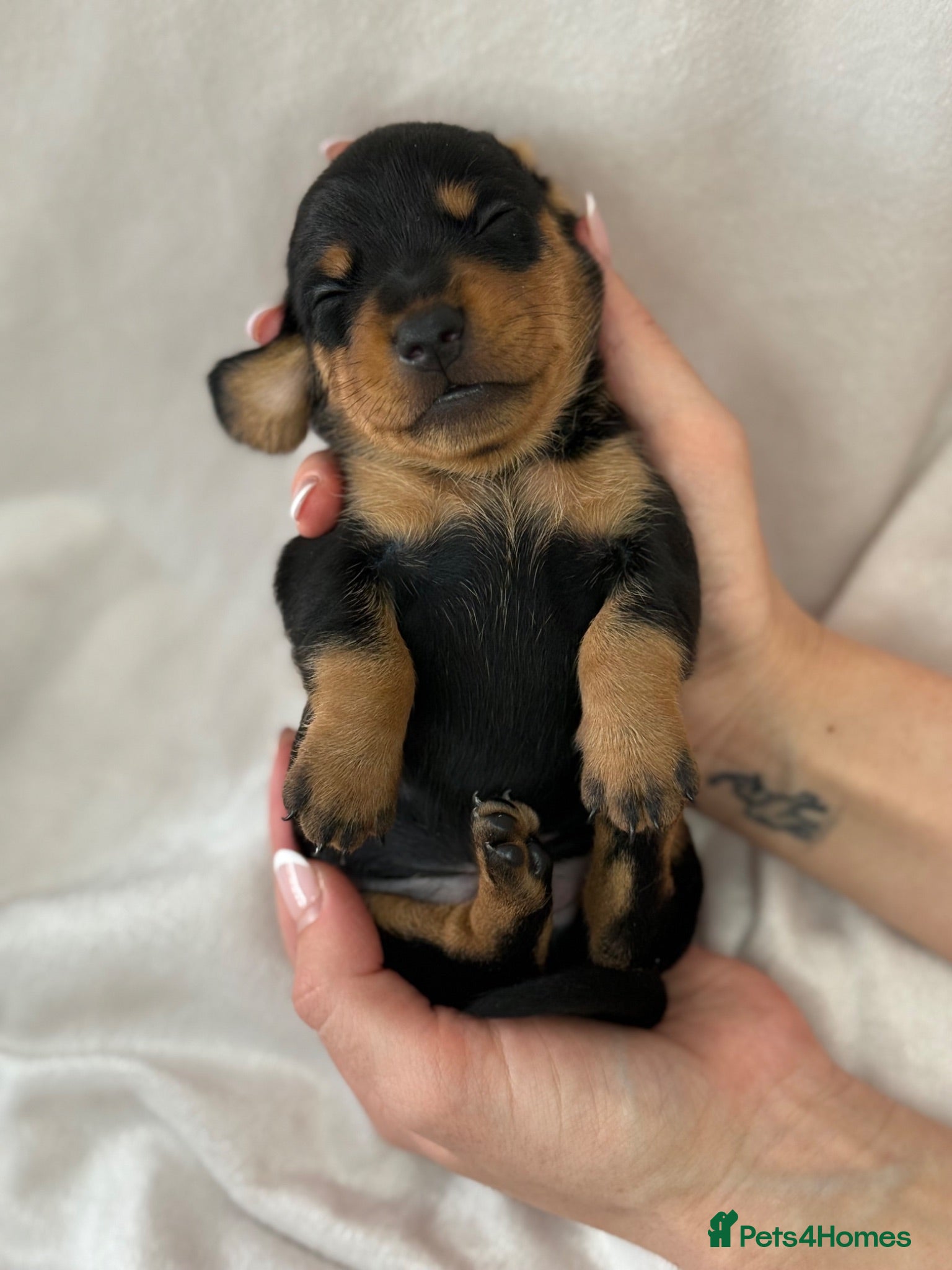 Miniature Dachshund dogs The Custest KC Miniature Dachshunds - Advert 2