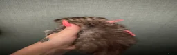 British Shorthair cats for sale: British shorthair  - Advert 11