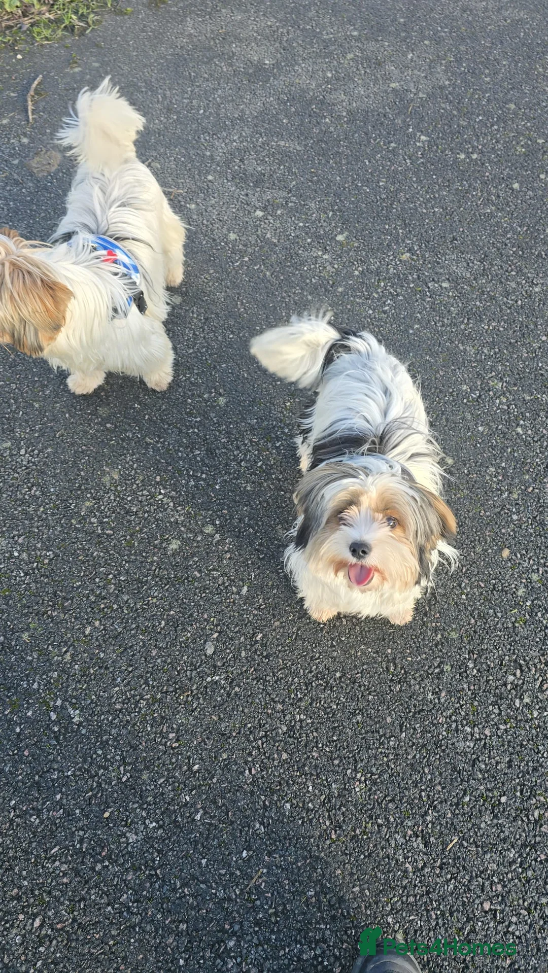 Biewer Terrier dogs for sale: 🐾 Adorable Biewer Terrier Puppies – Bedfordshire - Advert 4