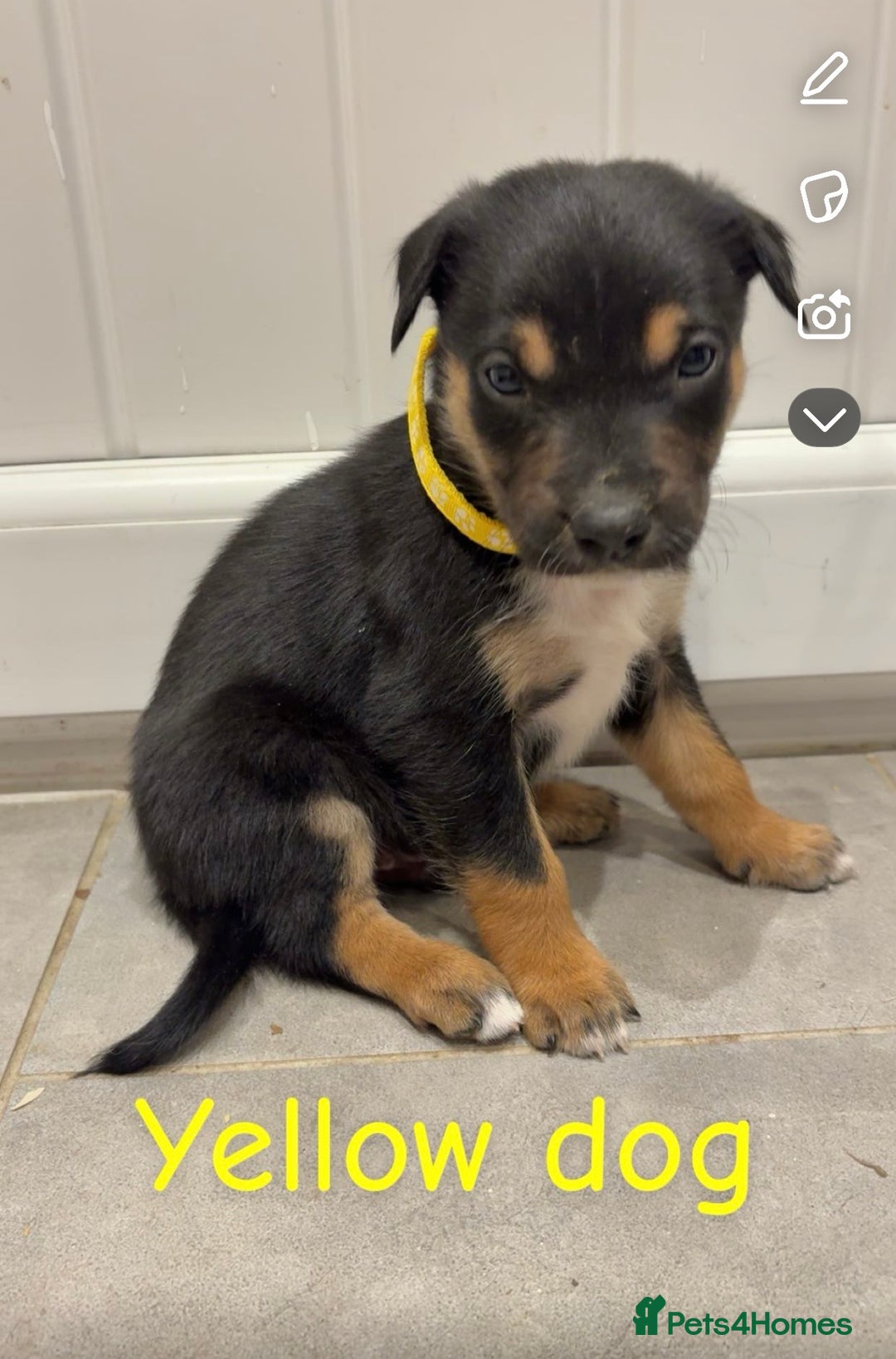 Mixed Breed dogs for sale: Kelpie x Huntaway pups  - Advert 2
