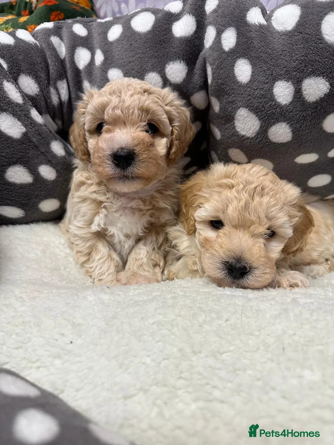 Maltipoo dogs for sale: Adorable maltipoos puppies  - Advert 13
