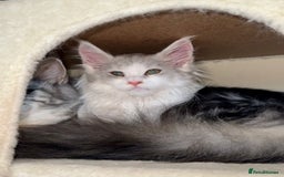 Maine Coon cats for sale: TICA Stunning Maine Coon Kittens - ACTIVE 🩷 - Image 20