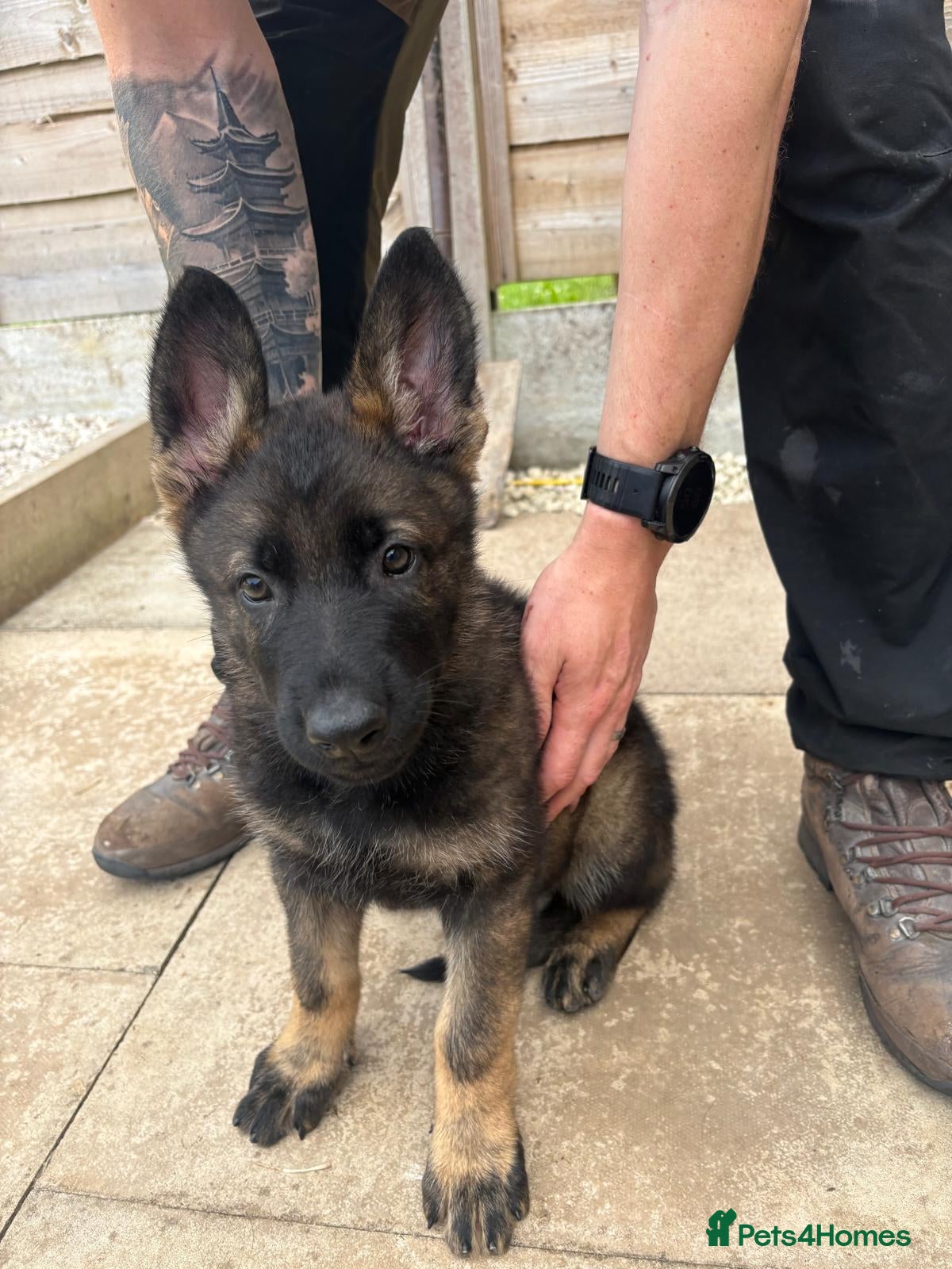German Shepherd dogs 🐾 READY NOW 🐾 German Shepherd puppies 🐾  - Advert 1