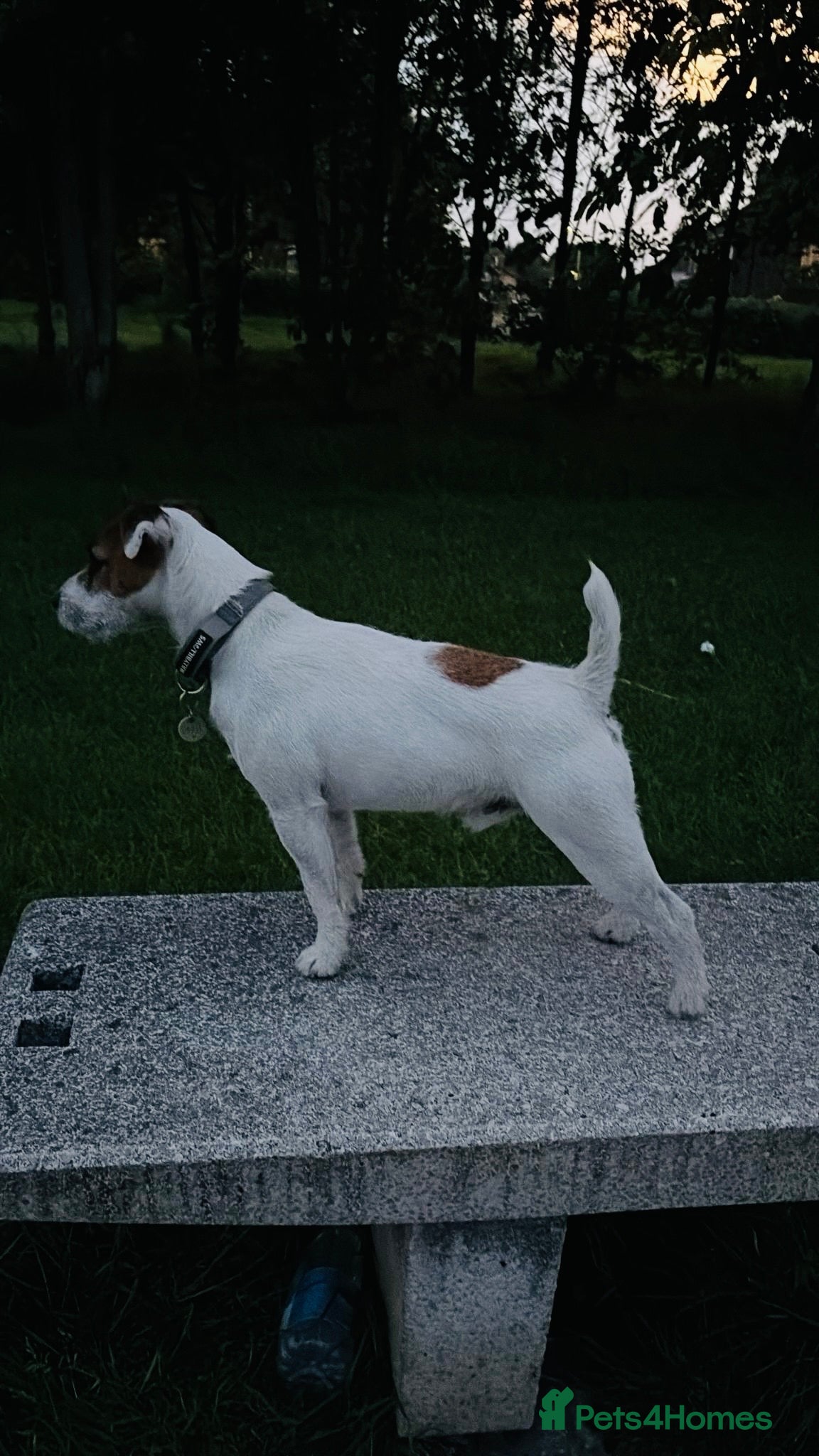 Jack Russell dogs Jack Russell Lakeland - Advert 1