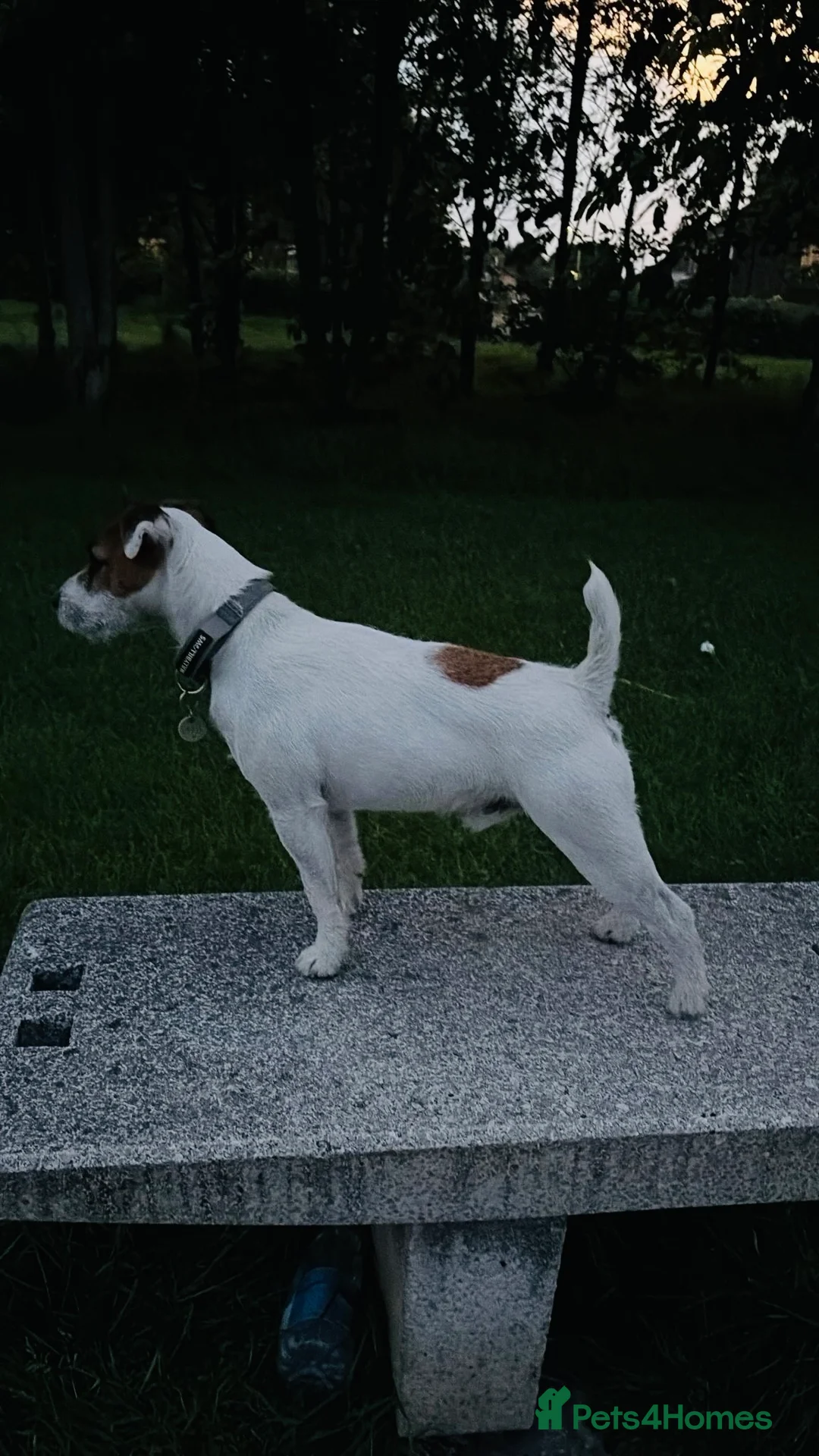 Jack Russell dogs for stud: Jack Russell Lakeland in Liverpool - Advert 1