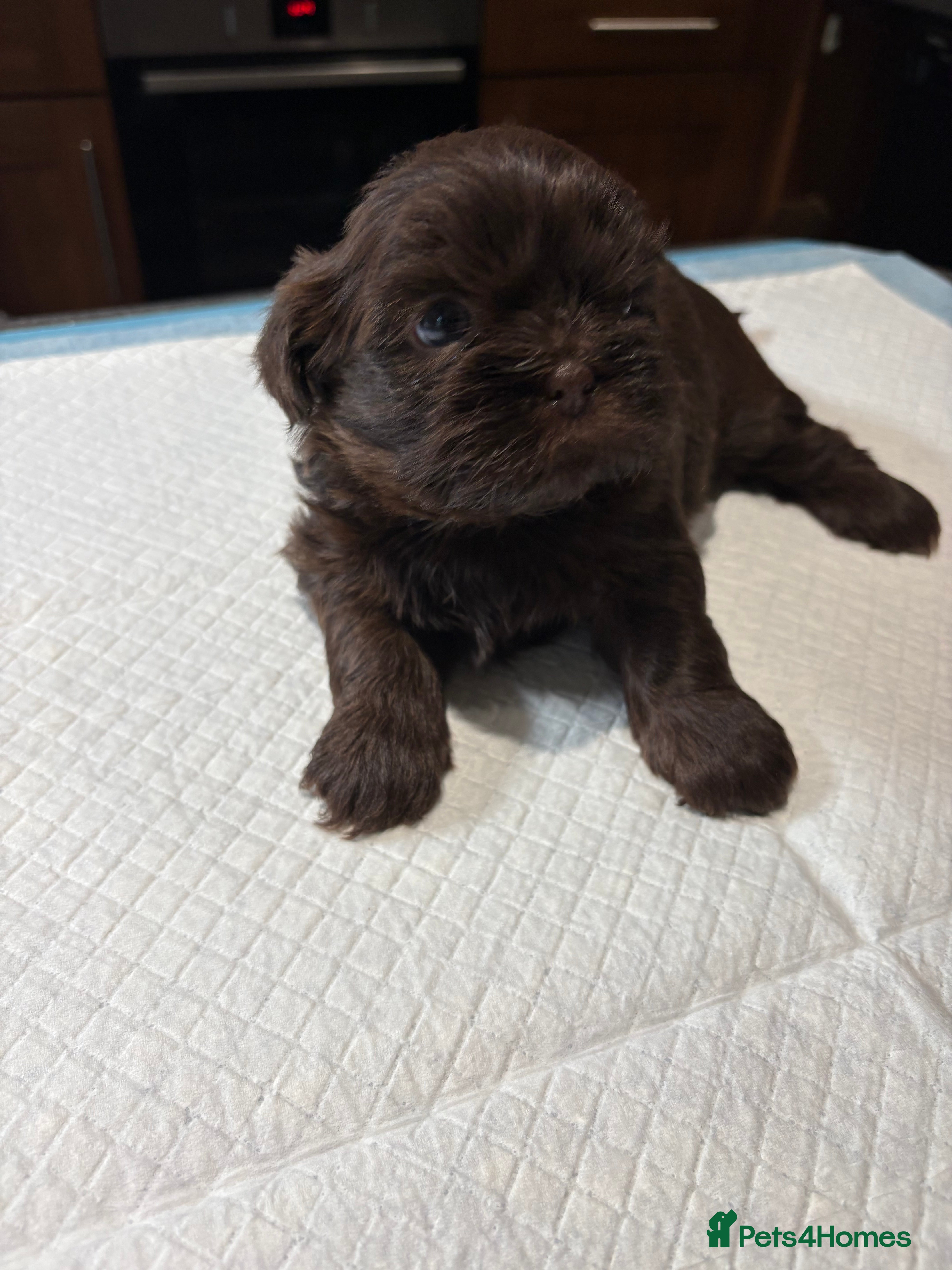 Shih Tzu dogs Karashishi shih tzu - Advert 1