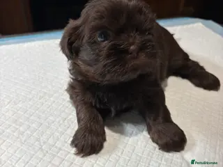 Shih Tzu dogs Karashishi shih tzu - Advert 12