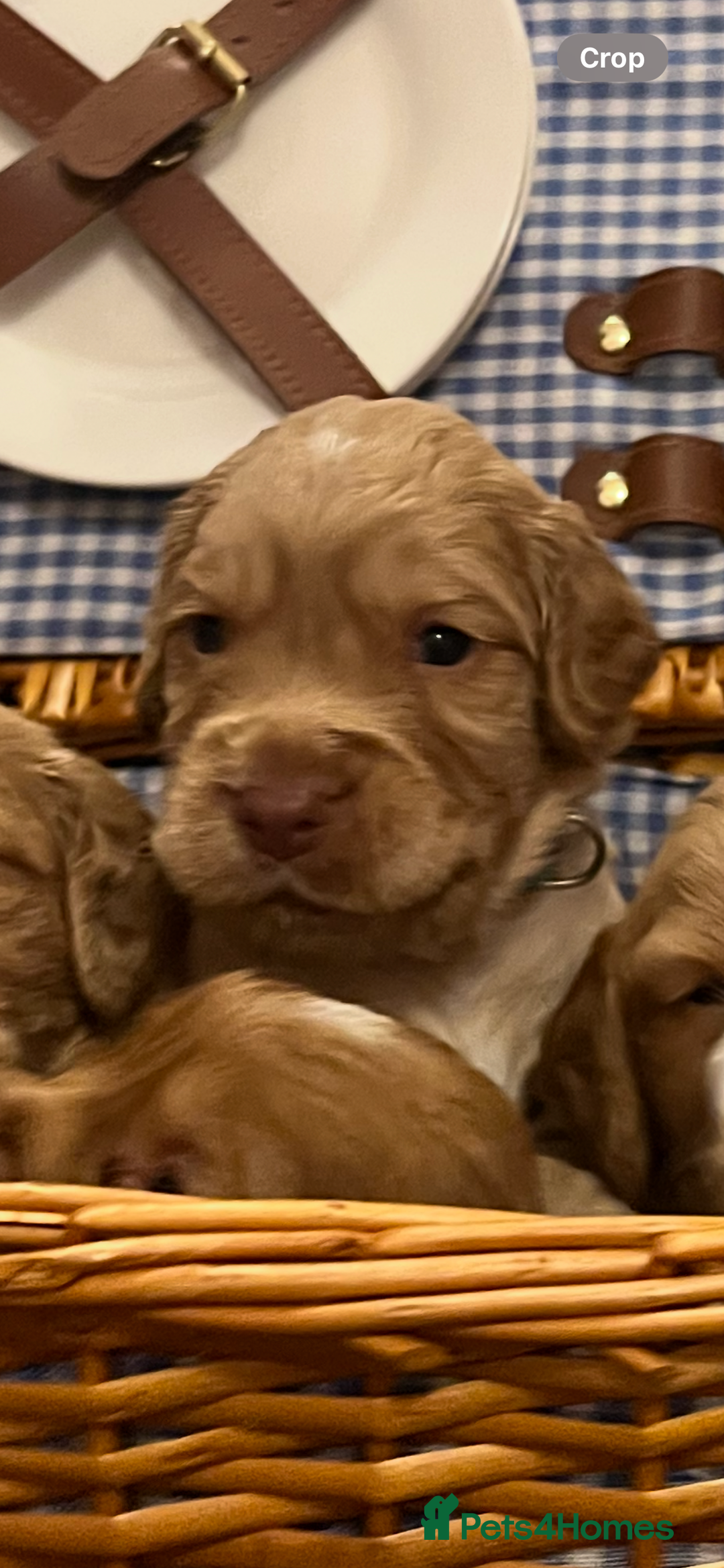 Cocker Spaniel dogs for sale: Pedigree Cocker Spaniels SOLD - Advert 23