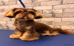 Shih Tzu dogs for stud: For Stud - Image 2