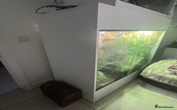 Dragon reptiles for sale: Frilled Neck Dragon Female & large vivarium  - Advert 7