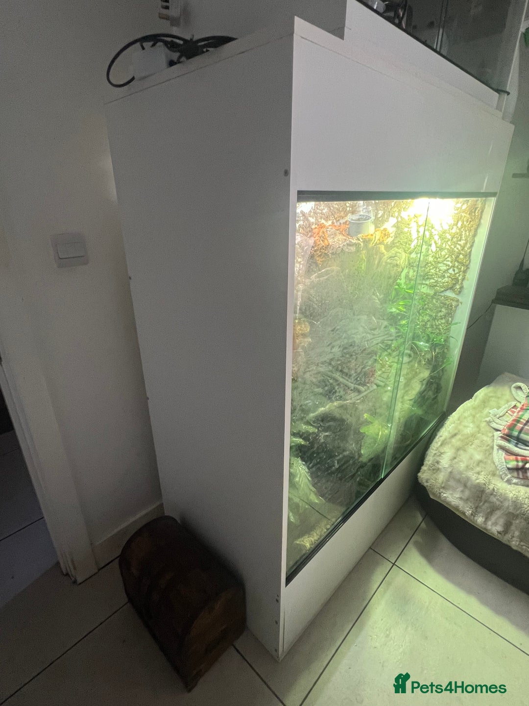 Dragon reptiles for sale: Frilled Neck Dragon Female & large vivarium  - Advert 7