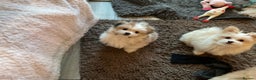 Mixed Breed dogs for sale: Malti-Pom Puppies - £1200 - 3 Left - Advert 8