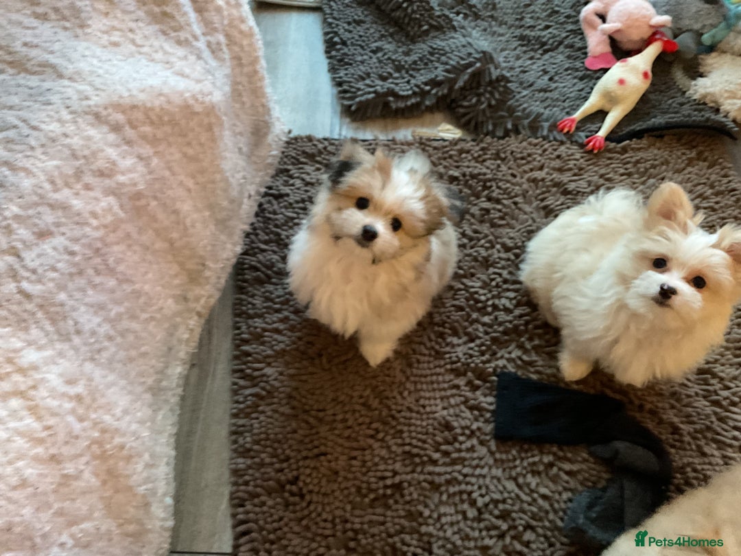 Mixed Breed dogs for sale: Malti-Pom Puppies - £1200 - 3 Left - Advert 8