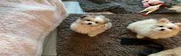 Mixed Breed dogs for sale: Malti-Pom Puppies - £1200 - 3 Left - Advert 16