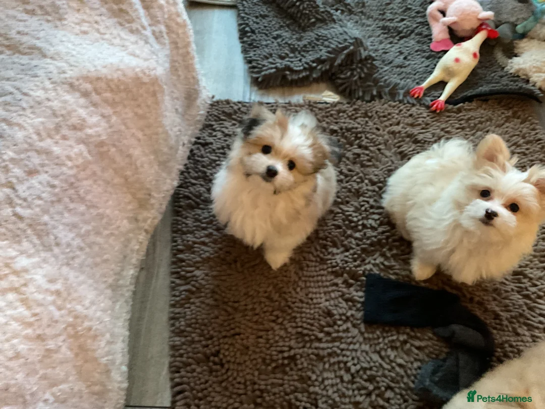 Mixed Breed dogs for sale: Malti-Pom Puppies - £1200 - 3 Left - Advert 16