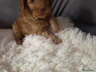 Cockapoo dogs Last two male cockapoo's - Advert 9