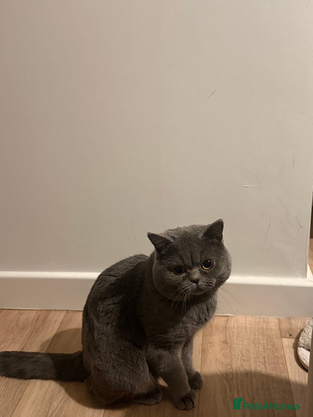 British Shorthair cats for sale: British shorthair - healthy and well socialised  - Advert 4