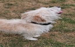 Jack Russell dogs for sale: Beautiful scruffie - Image 3