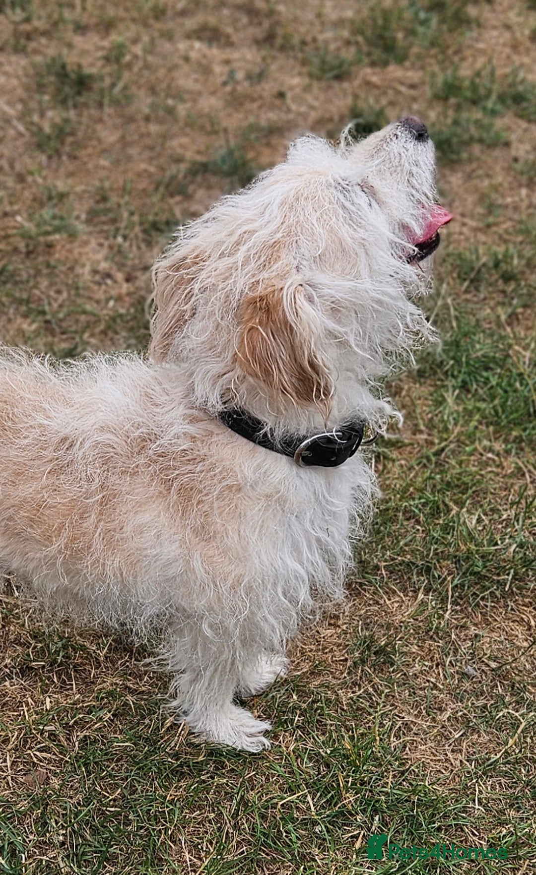 Jack Russell dogs for sale: Beautiful scruffie - Image 3