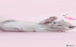 British Shorthair cats for sale: Beautiful lilac/fawn British shorthair kittens - Image 2