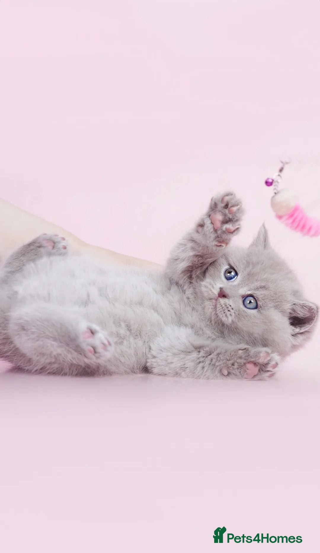 British Shorthair cats for sale: Beautiful lilac/fawn British shorthair kittens - Image 2