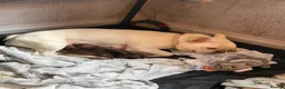 French Bulldog dogs for sale: 3 stunning french bulldogs in Grays - Advert 6