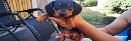 Dachshund dogs for sale: Dachshund in Swadlincote - Advert 15