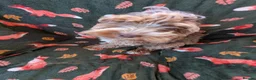 Cockapoo dogs for sale: 🌟 Superb chocolate sable cockapoo pups 🌟 in Maldon - Advert 25