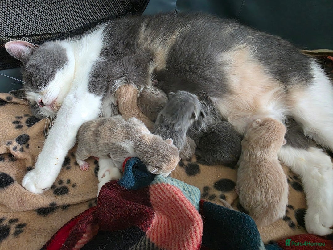 British Shorthair cats for sale: Excellent Quality BSH kittens for Reservation - Image 1