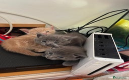 Mixed Breed cats for sale: 3 2 month old TORTIE x BRITISH SHORTHAIR KITTENS - Image 27