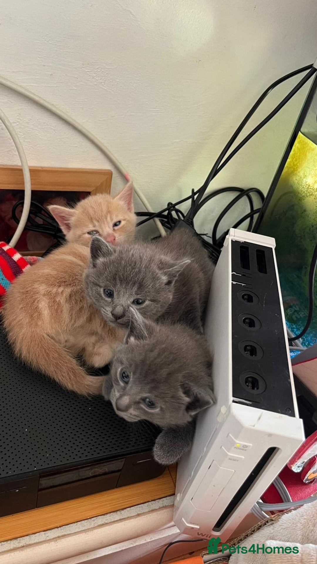 Mixed Breed cats for sale: 3 2 month old TORTIE x BRITISH SHORTHAIR KITTENS - Image 27