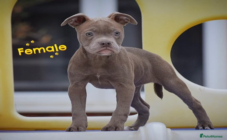 Old Tyme Bulldog dogs - Advert 10