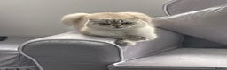 Scottish Fold cats for sale: Scottish Fold  - Advert 9