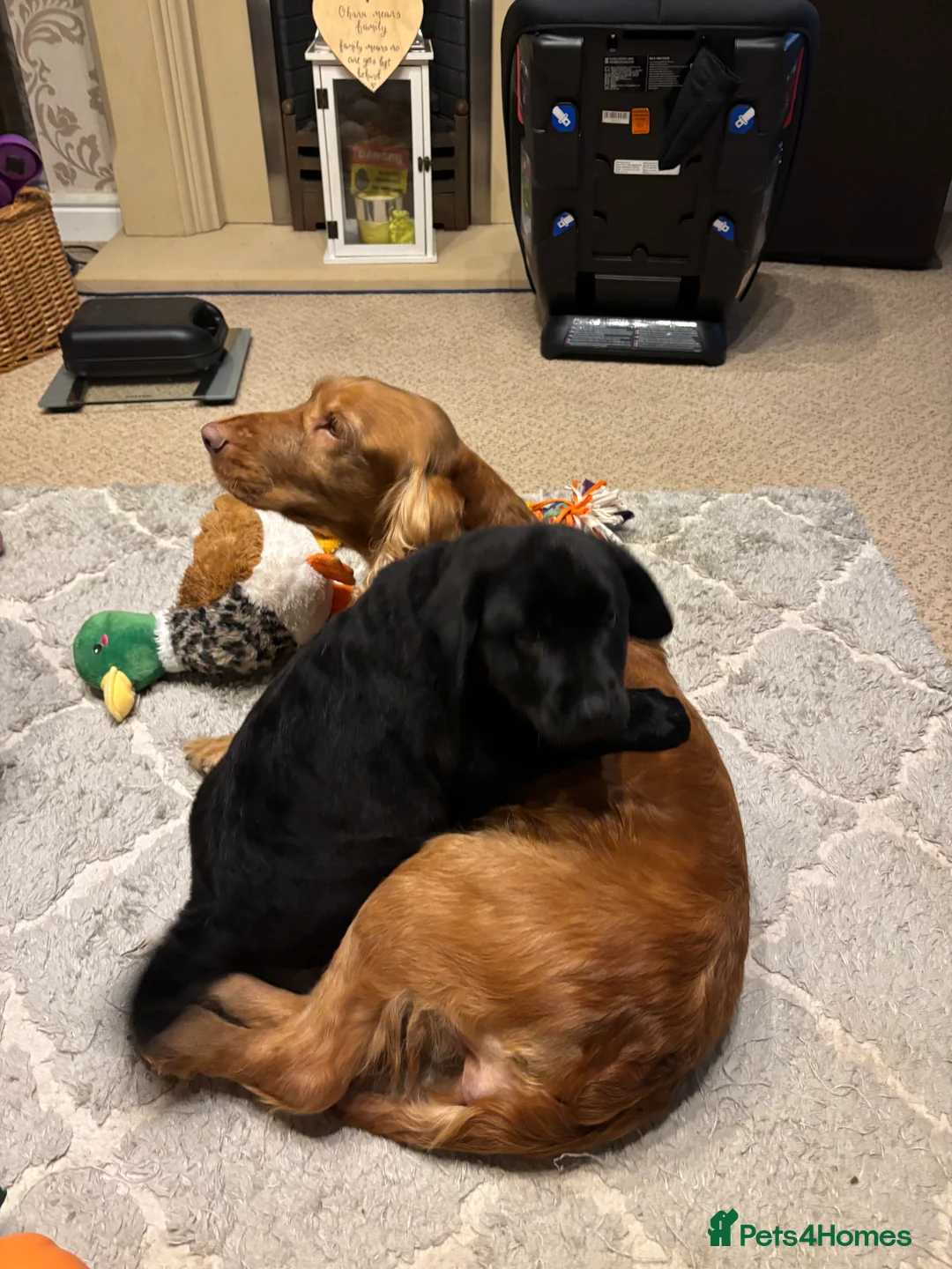 Mixed Breed dogs for sale: Cocker Spaniel cross Chow Chow puppies - Advert 13