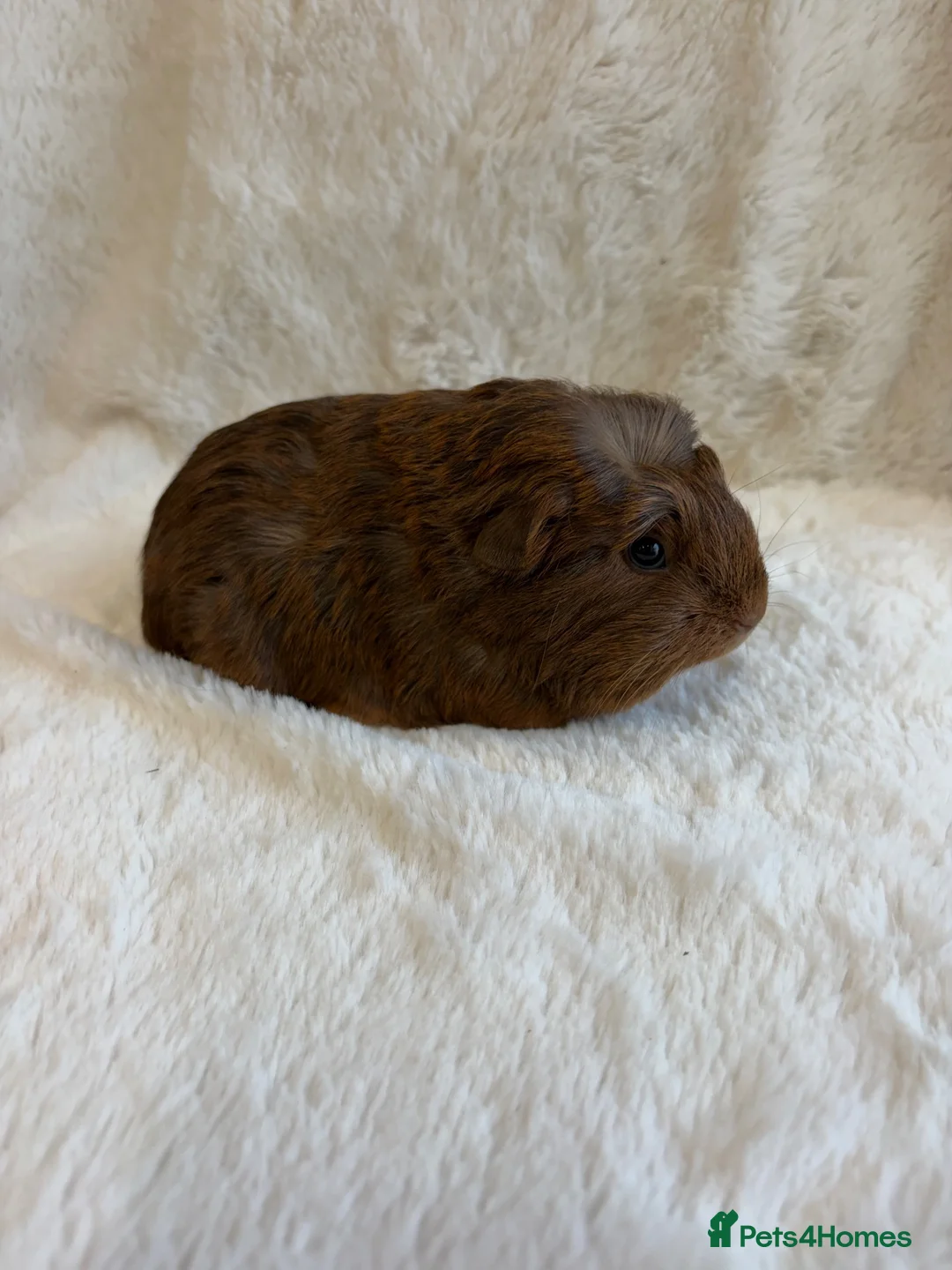 Guinea Pig rodents for sale: Sheltie and funky baby boys  in Uttoxeter - Advert 8