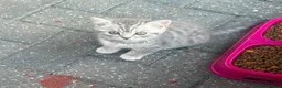 British Shorthair cats for sale: British shorthair silver spotted  - Advert 6