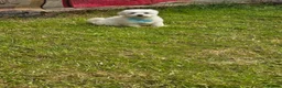 Maltese dogs for sale: 🐾Only 1 boy left🐾 - Advert 3