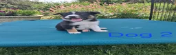 Border Collie dogs for sale: Beautiful border collie pups *3 dogs available* - Advert 9
