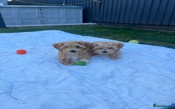Maltipoo dogs for sale: Beautiful Maltipoo’s LAST LITTLE BOY LEFT - Image 9