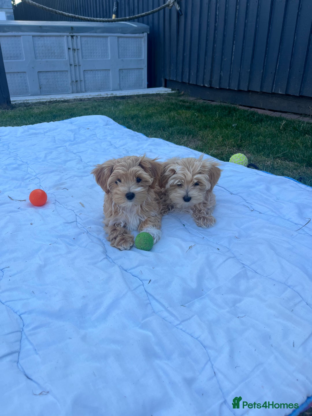 Maltipoo dogs for sale: Beautiful Maltipoo’s LAST LITTLE BOY LEFT - Image 9