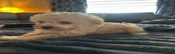 Toy Poodle dogs for sale: Beautiful KC registered Toy Poodle Puppies 💛 - Advert 1