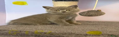 British Shorthair Kitten 3